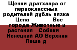 Щенки дратхаара от первоклассных  родителей(дубль вязка) › Цена ­ 22 000 - Все города Животные и растения » Собаки   . Ненецкий АО,Верхняя Пеша д.